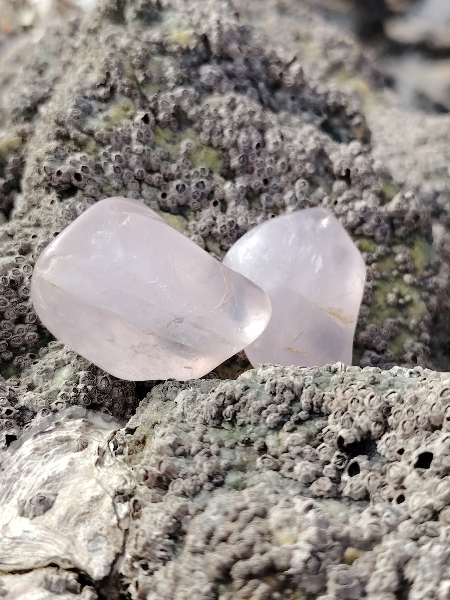 Deux pierres roulées en quartz rose naturel sur roche en Bretagne, pierres naturelles liées à la bienveillance, au calme affectif et à l’harmonie du cœur.