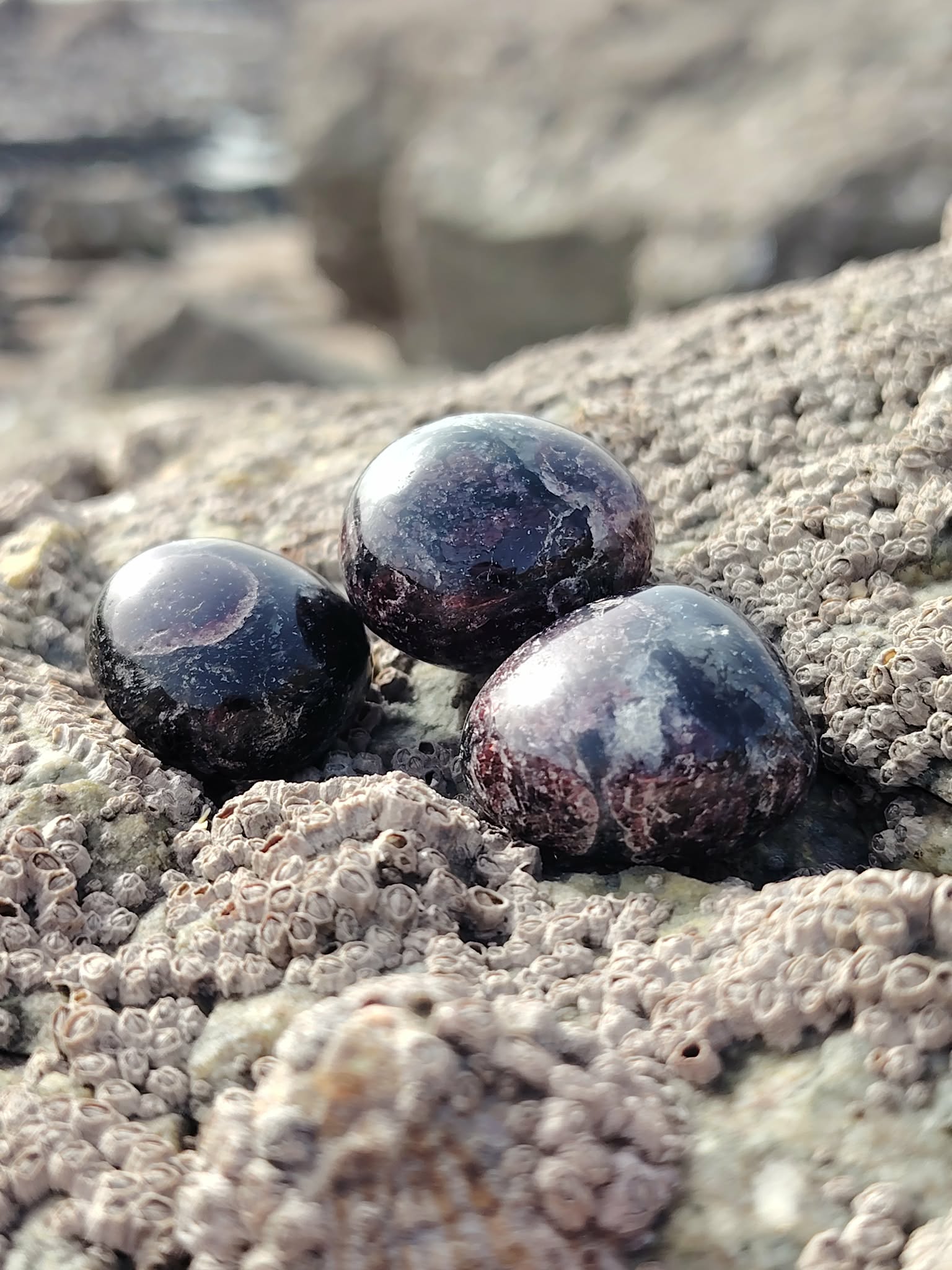 Pierre roulée de grenat almandin sur roche en Bretagne, entourée de coquillages sombres, pierre naturelle associée à l’ancrage, à la force intérieure et à la stabilité.