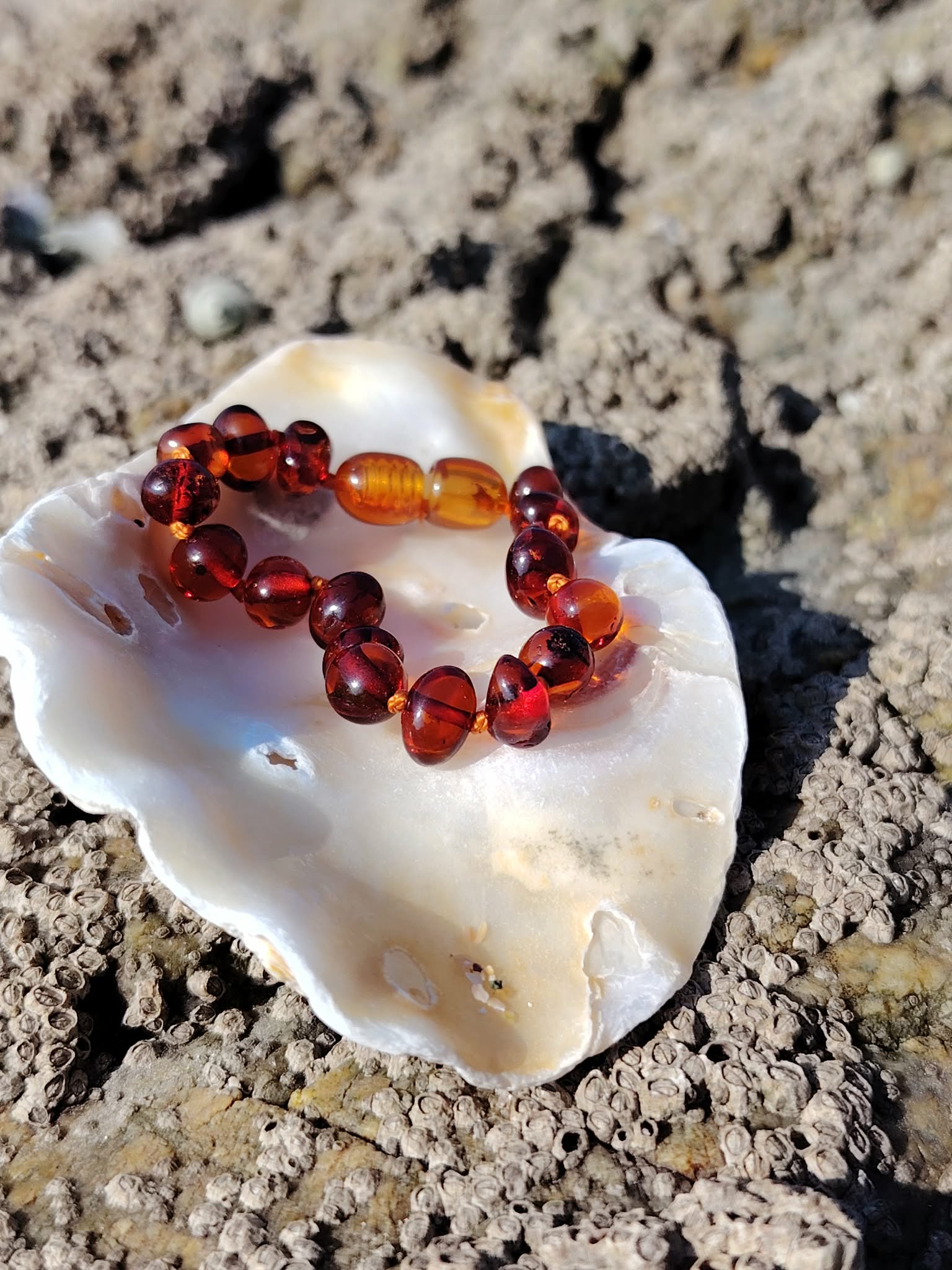 Bracelet bébé ambre sur coquillage parmi les rochers en Bretagne, perles naturelles couleur cognac, idée cadeau naissance pleine de douceur