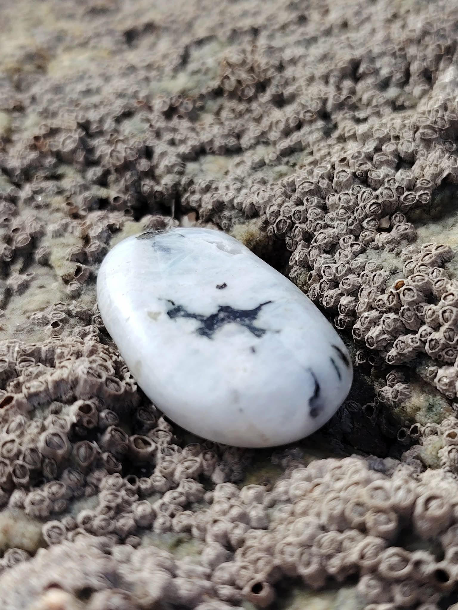 Galet de péristérite posé sur les rochers en Bretagne, pierre de lune arc-en-ciel aux reflets doux associée à la sérénité, à la sensibilité et au recentrage.