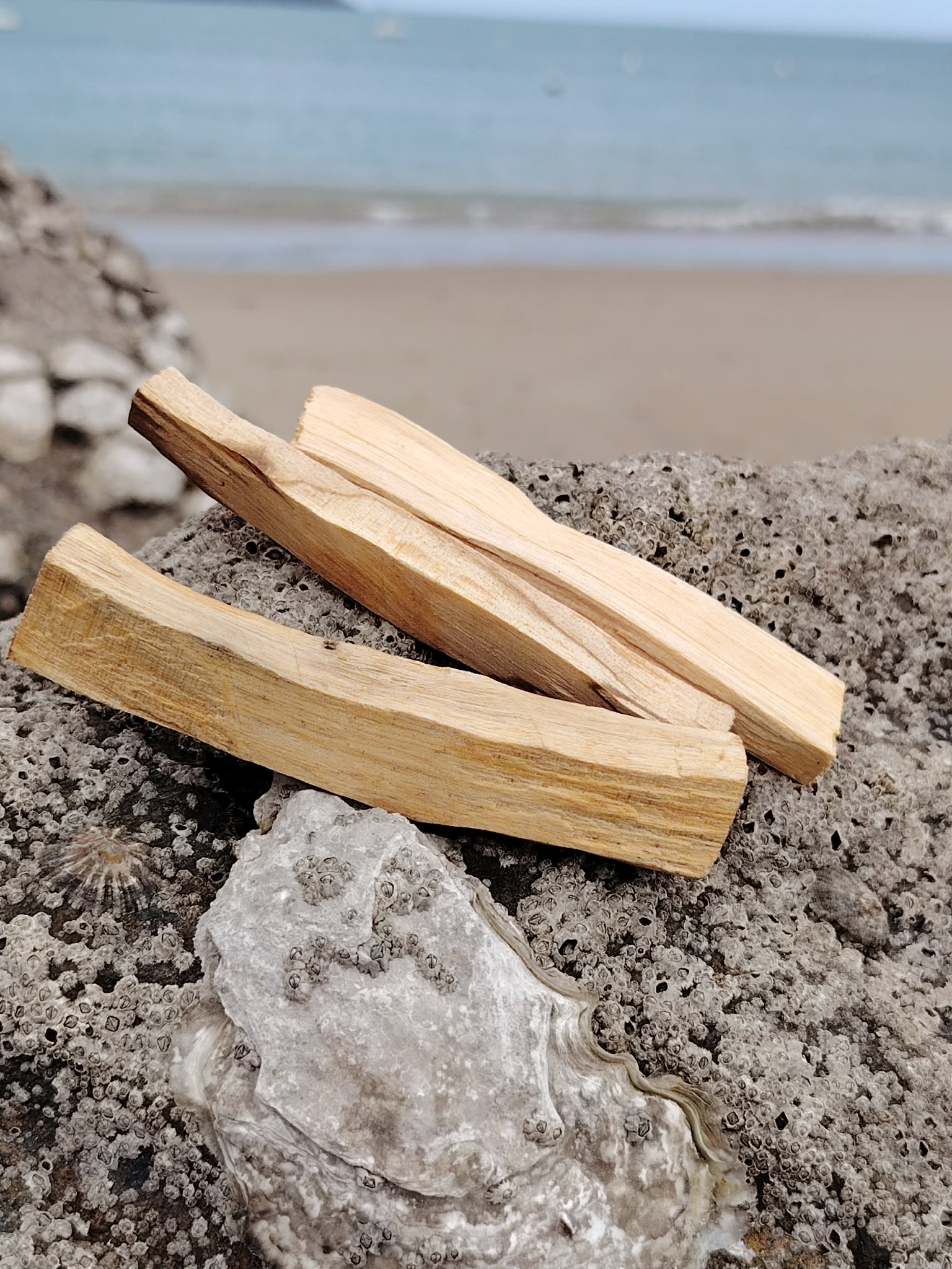 Trois bâtons de Palo Santo du Pérou sur roche coquillée en Bretagne, bois naturel aux teintes blondes, purification énergétique et atmosphère apaisante.