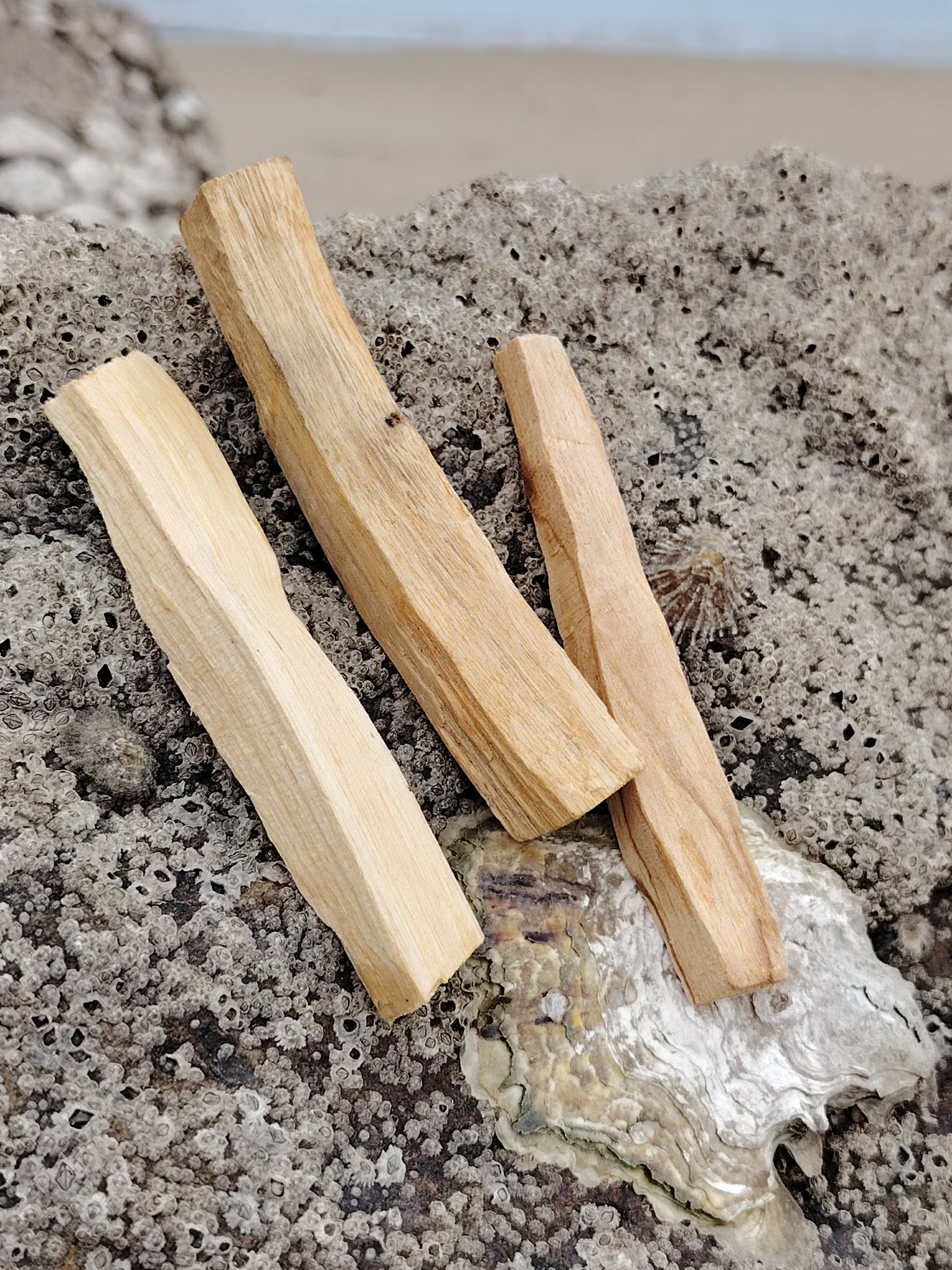 Trois bâtons de Palo Santo sur rocher coquillé en Bretagne, bois clair naturel aux veines visibles, rituel de purification et énergie plus légère.