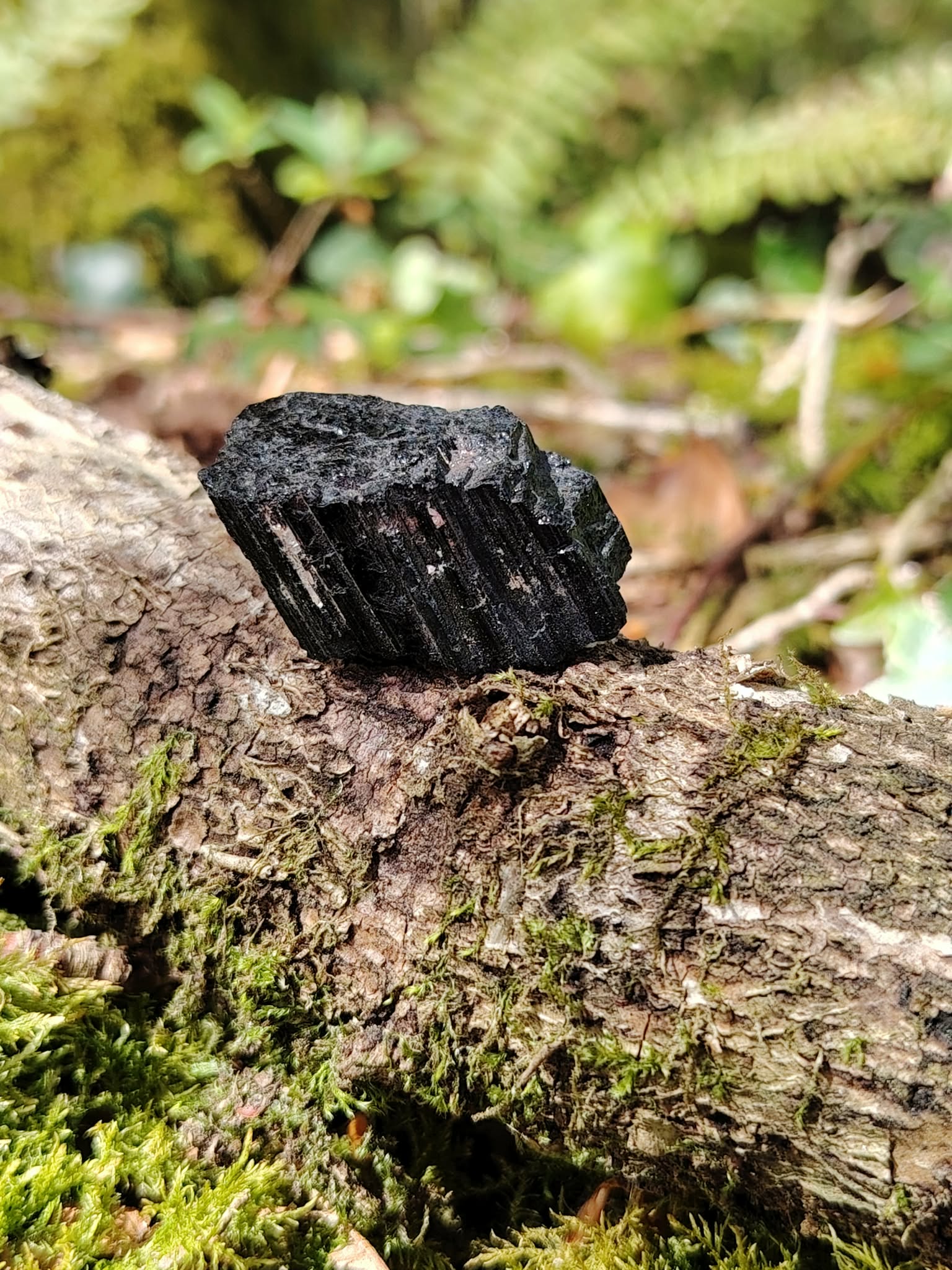 Tourmaline noire brute sur branche recouverte de mousse en forêt en Bretagne, pierre naturelle liée à la solidité intérieure, au calme du mental et à l’enracinement.