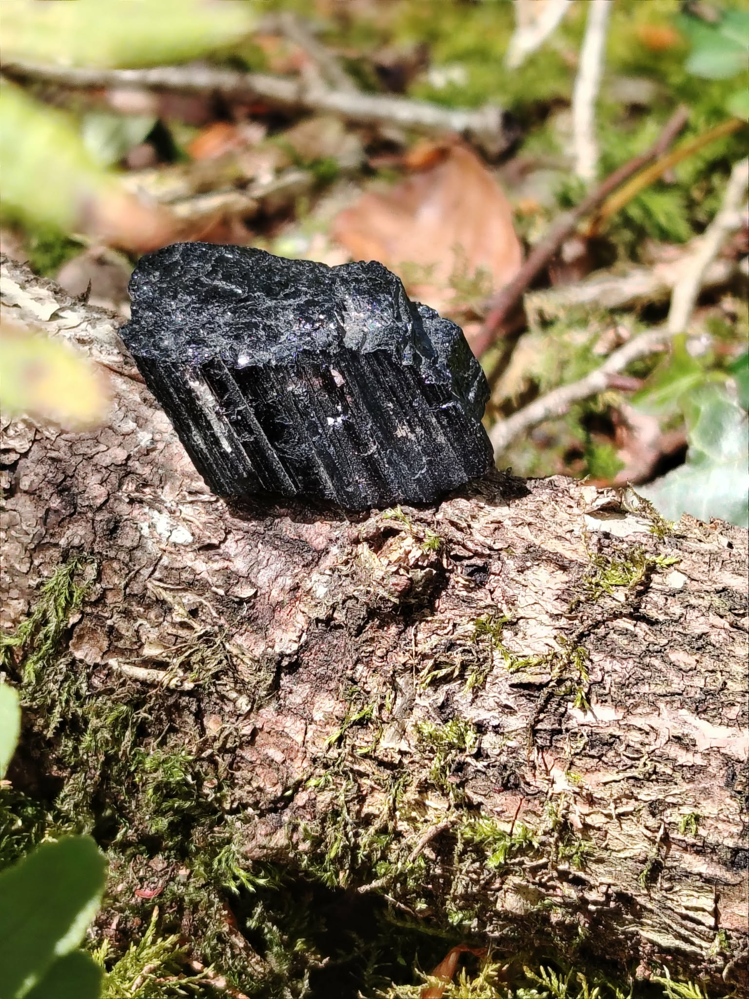 Tourmaline noire brute en gros plan sur écorce d’arbre en forêt en Bretagne, pierre naturelle associée à la maîtrise de soi, à la protection subtile et à la présence à soi.