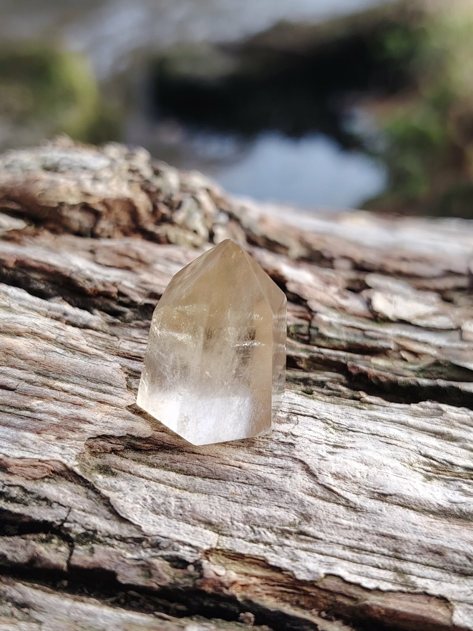 Pointe citrine naturelle sur écorce en extérieur, pierre jaune miel translucide posée sur bois, lumière solaire, clarté mentale et énergie positive.