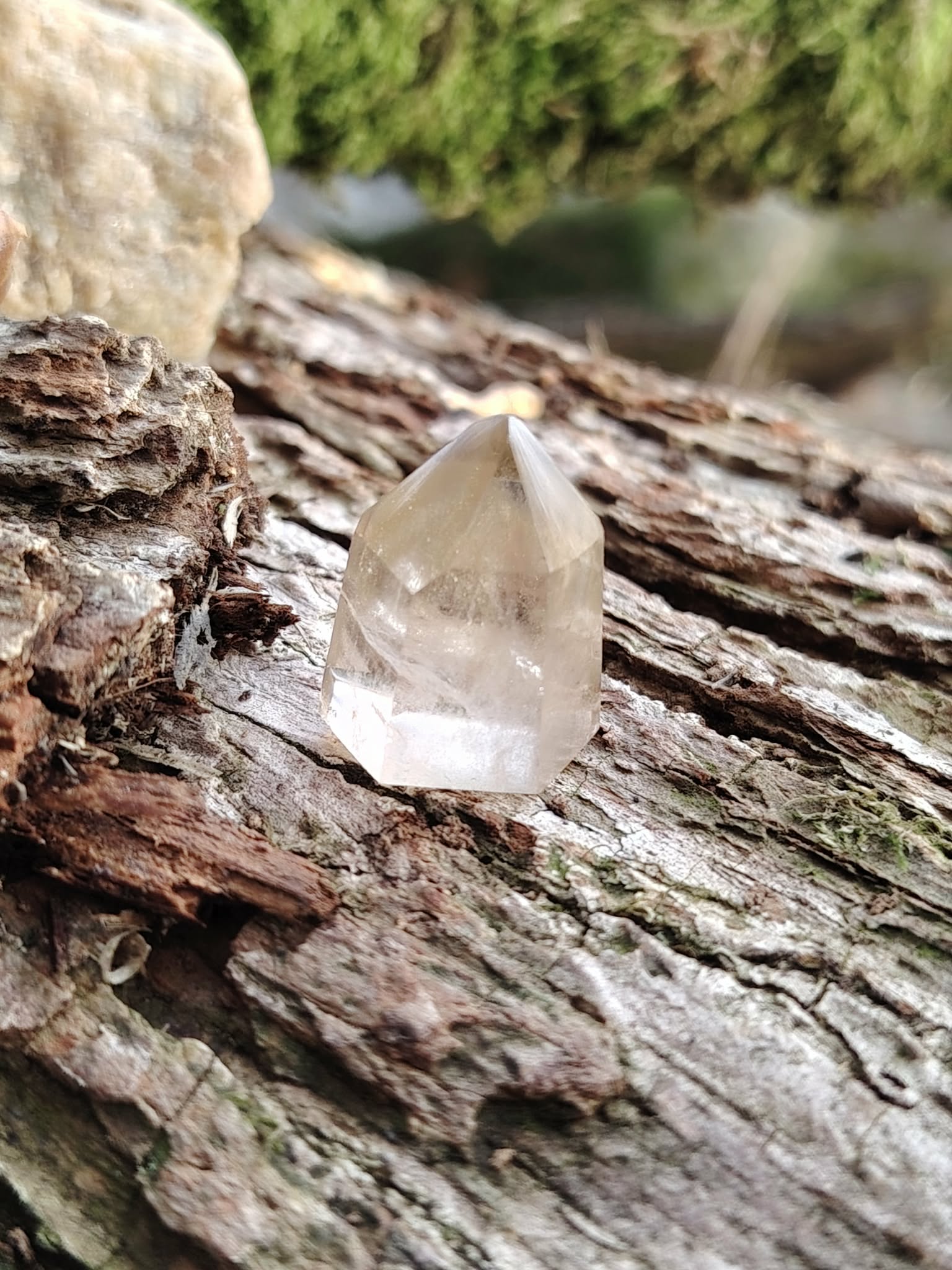 Pointe citrine naturelle sur tronc en bois en extérieur, cristal poli aux nuances miel et blanc, clarté intérieure et élan positif.