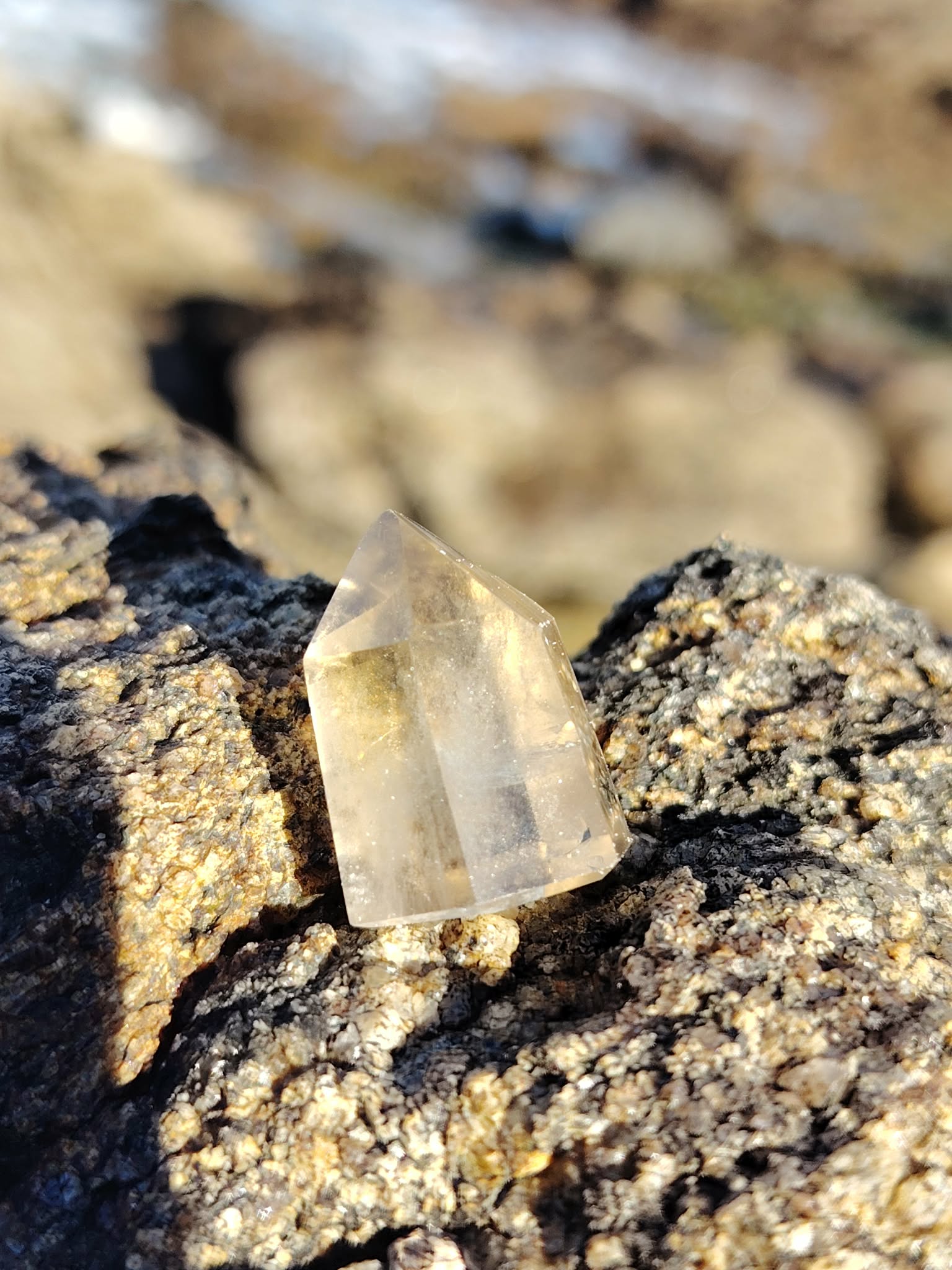 Pointe citrine naturelle posée sur bois brut en extérieur, cristal poli aux reflets miel et transparences douces, lumière naturelle et ambiance minérale.