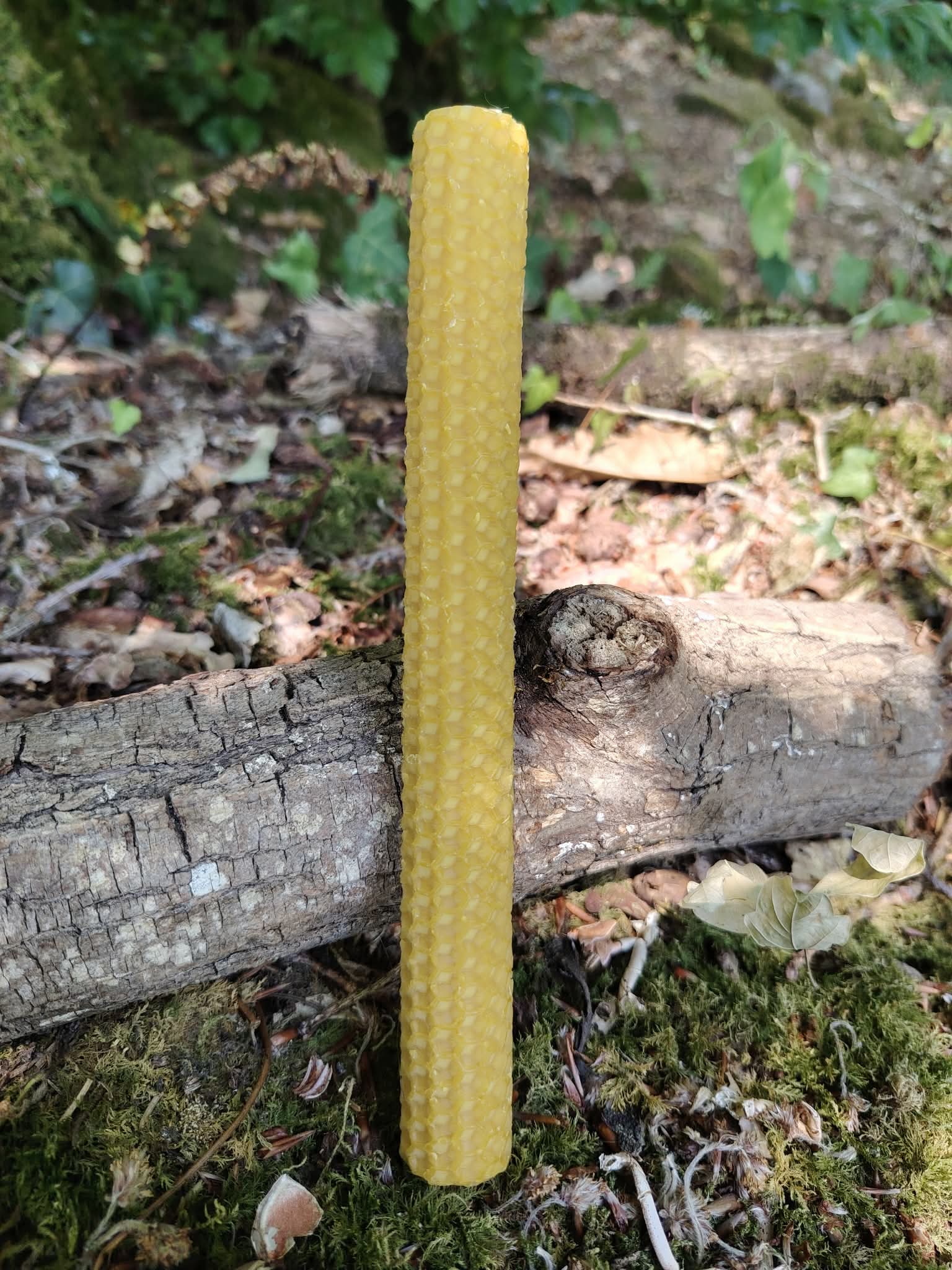 Bougie roulée en cire d’abeille gaufrée sur bois brut en pleine nature, pour rituel, détente et bienfaits d’une ambiance chaleureuse