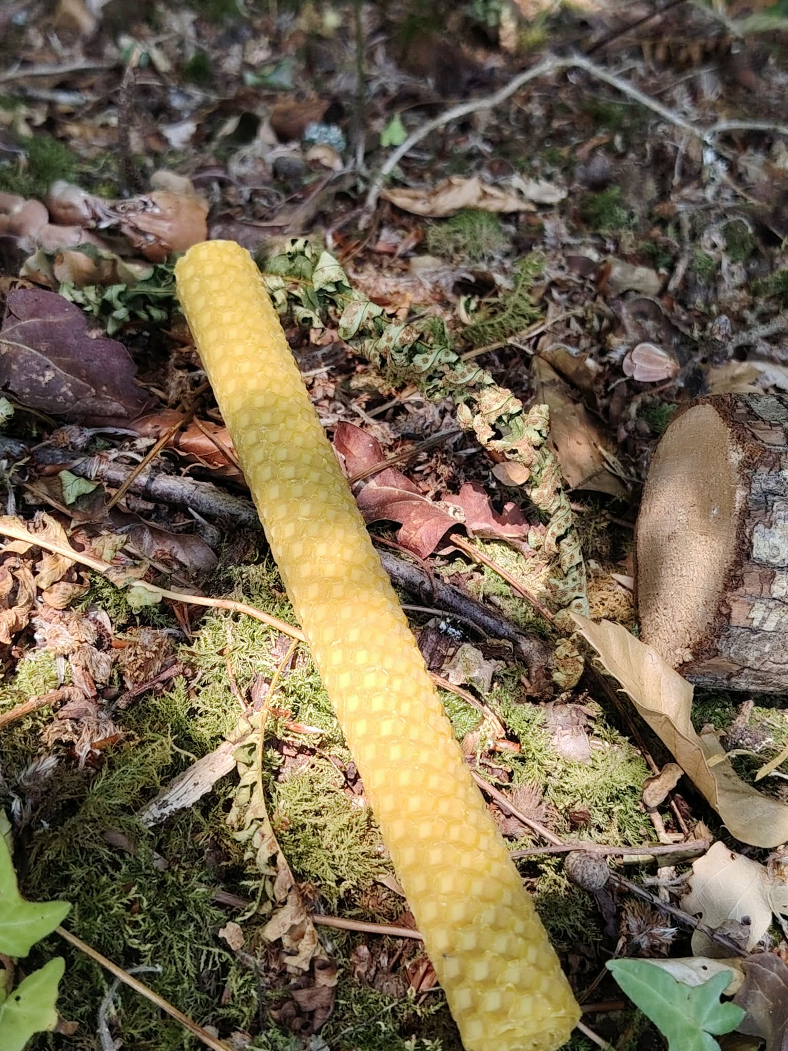 Bougie jaune gaufrée posée sur mousse et feuilles en forêt, ambiance naturelle pour détente et recentrage