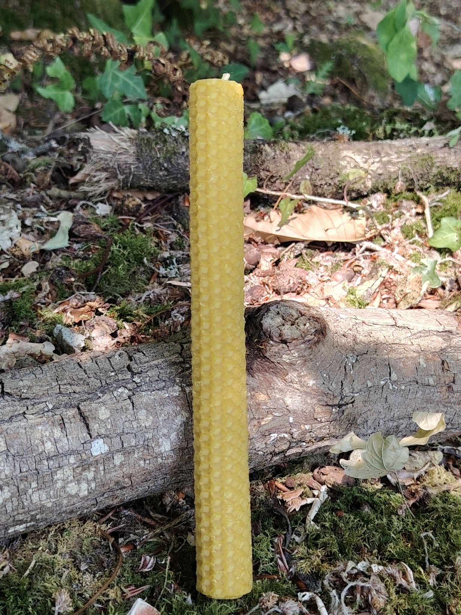 Bougie longue en cire gaufrée naturelle sur bois forestier, pour pratique ésotérique, rituel personnel et atmosphère apaisante