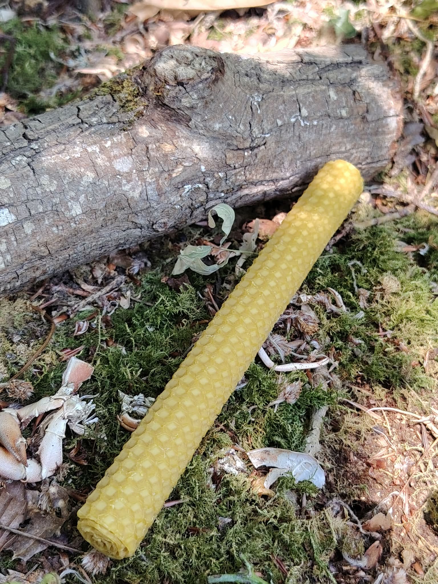 Bougie roulée en cire d’abeille sur sol forestier près d’un tronc, pour intention, recentrage et pratique spirituelle