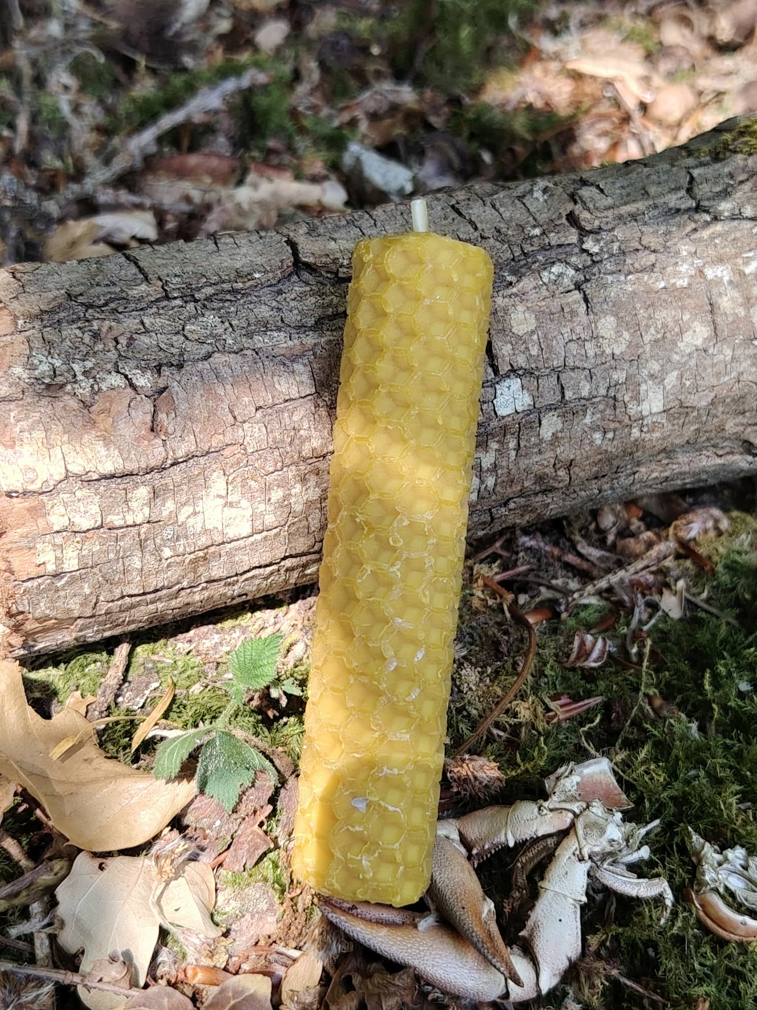 Bougie jaune gaufrée 10 cm posée en forêt contre une branche, bienfaits d’une ambiance apaisante