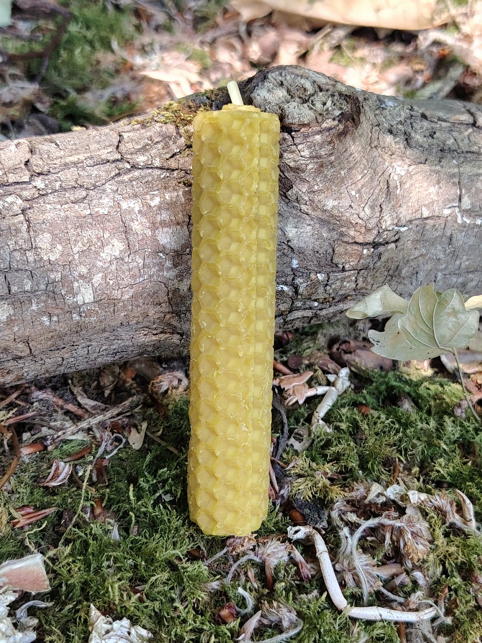 Bougie naturelle 10 cm sur mousse et feuilles sèches, bienfaits d’un moment doux et ressourçant