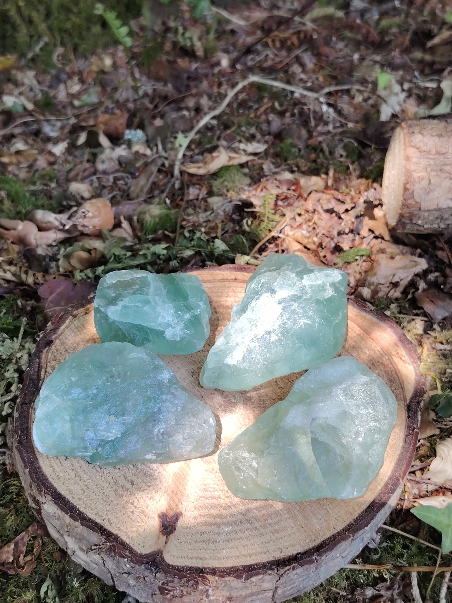 Morceaux de fluorite verte naturelle sur rondelle de bois au cœur du sous-bois, pierre brute de lithothérapie