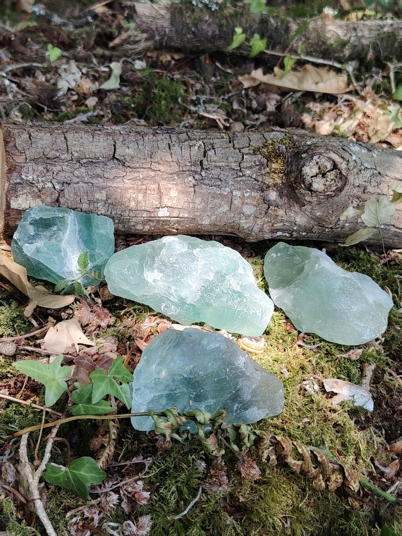 Cristaux de fluorite verte sur sol forestier avec mousse et bois, minéraux bruts naturels aux reflets vert pâle