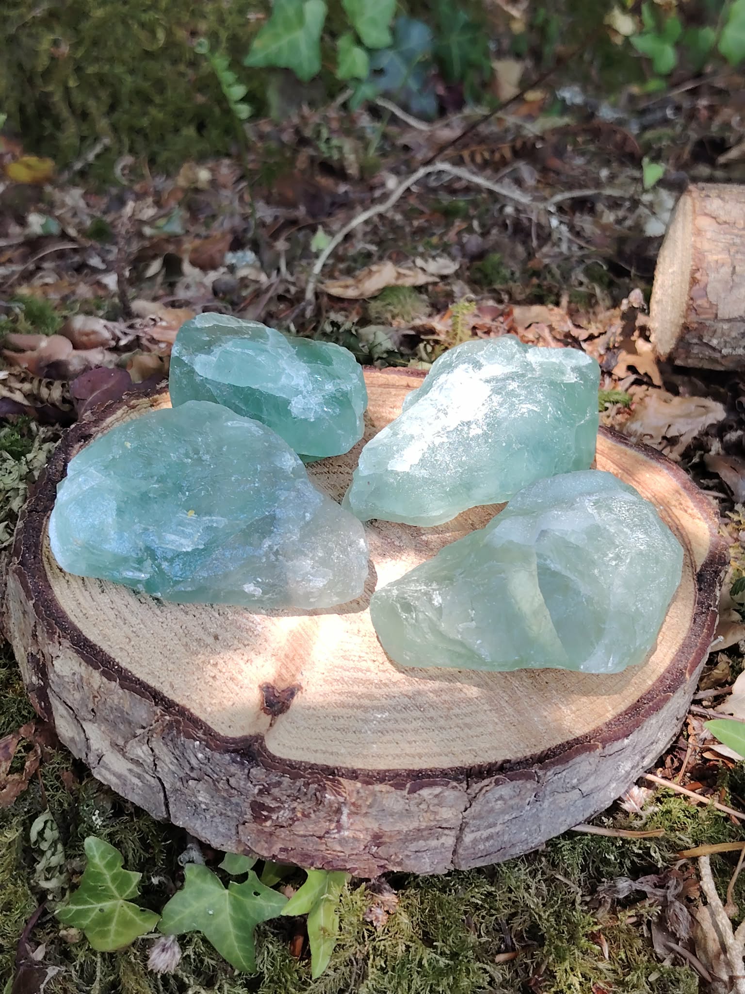 Fluorite verte brute naturelle sur rondin de bois en sous-bois, pierres de lithothérapie vert translucide pour clarté mentale et apaisement
