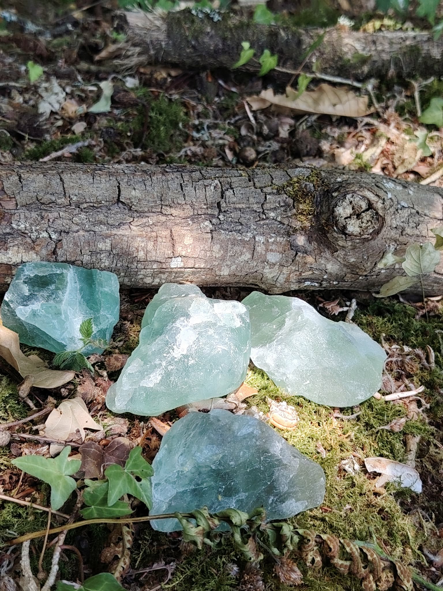 Fluorine verte brute présentée sur mousse et feuilles en forêt, cristaux naturels verts translucides de collection