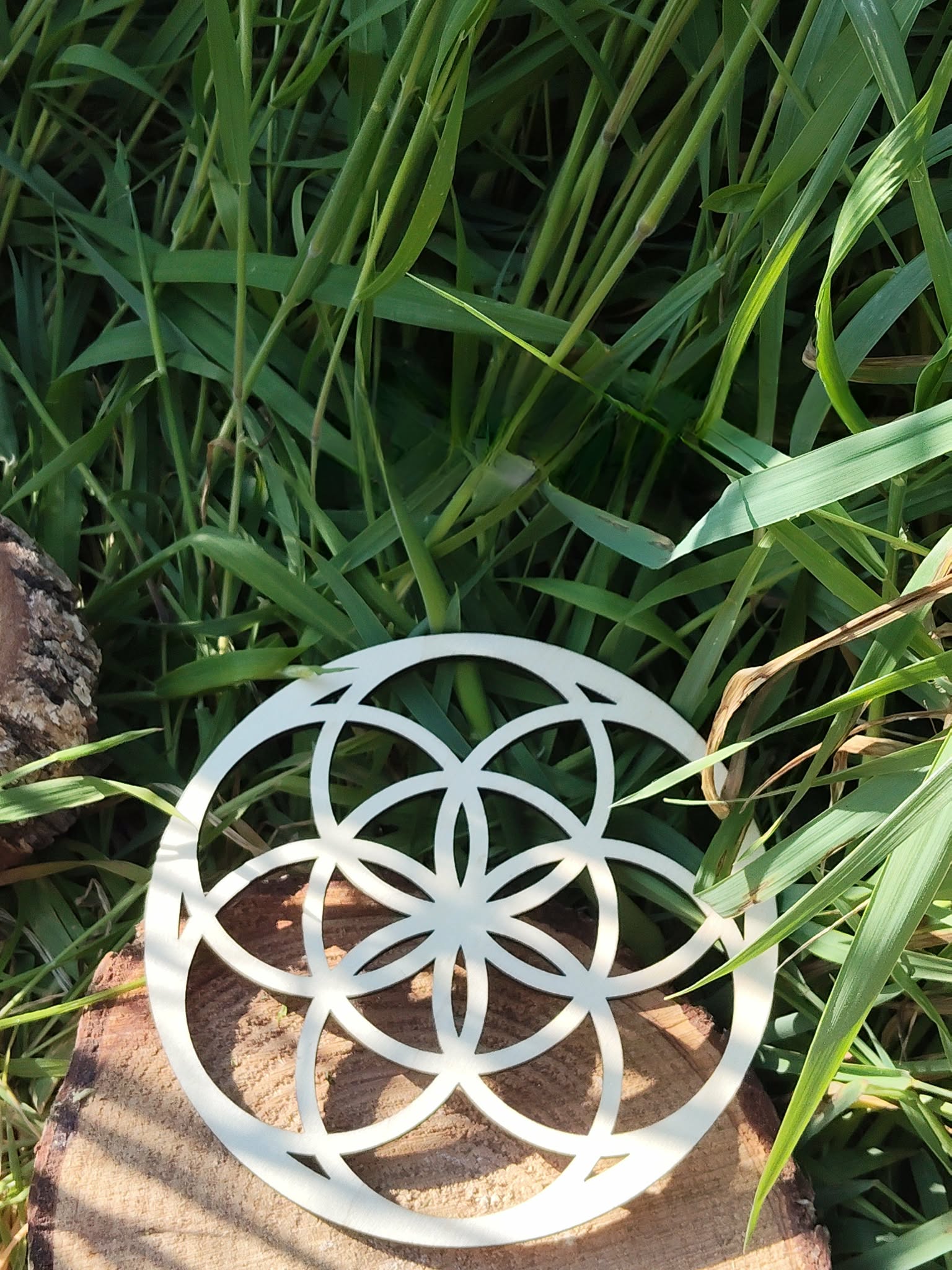 Support bois Graine de Vie ajouré, photo nature entourée de feuilles vertes, ambiance jardin sauvage.