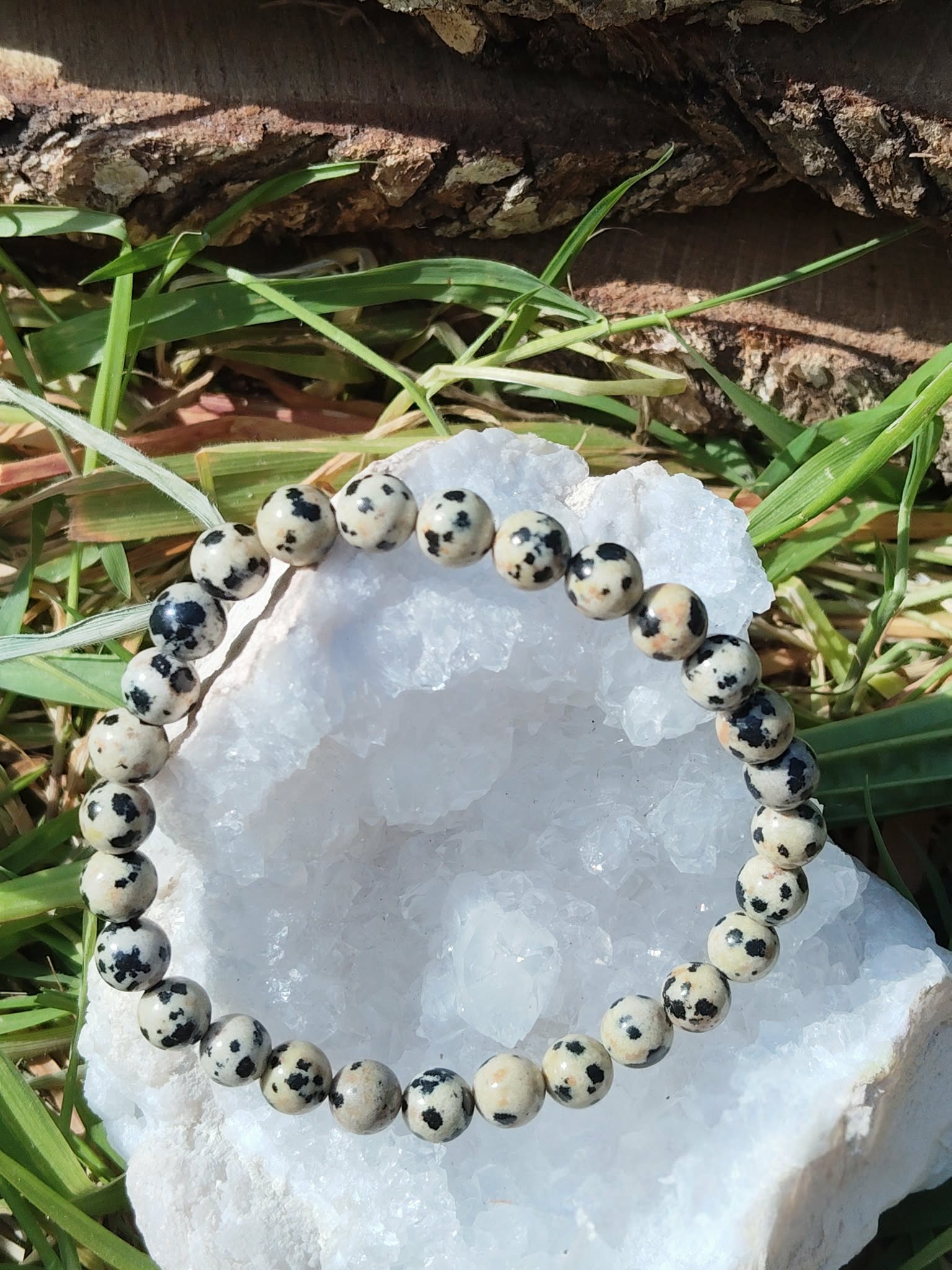 Bracelet pierre dalmatienne 6 mm sur planche en bois avec plantes vertes, perles crème sable et taches noires pour lâcher-prise et stabilité intérieure