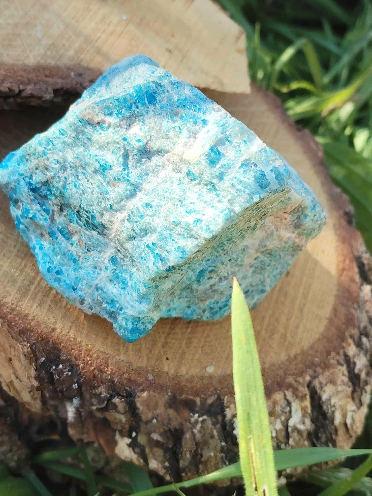Apatite bleue brute bleu turquoise sur rondin de bois avec décor végétal naturel, pierre naturelle liée à la lucidité, à la créativité et à la communication sereine.