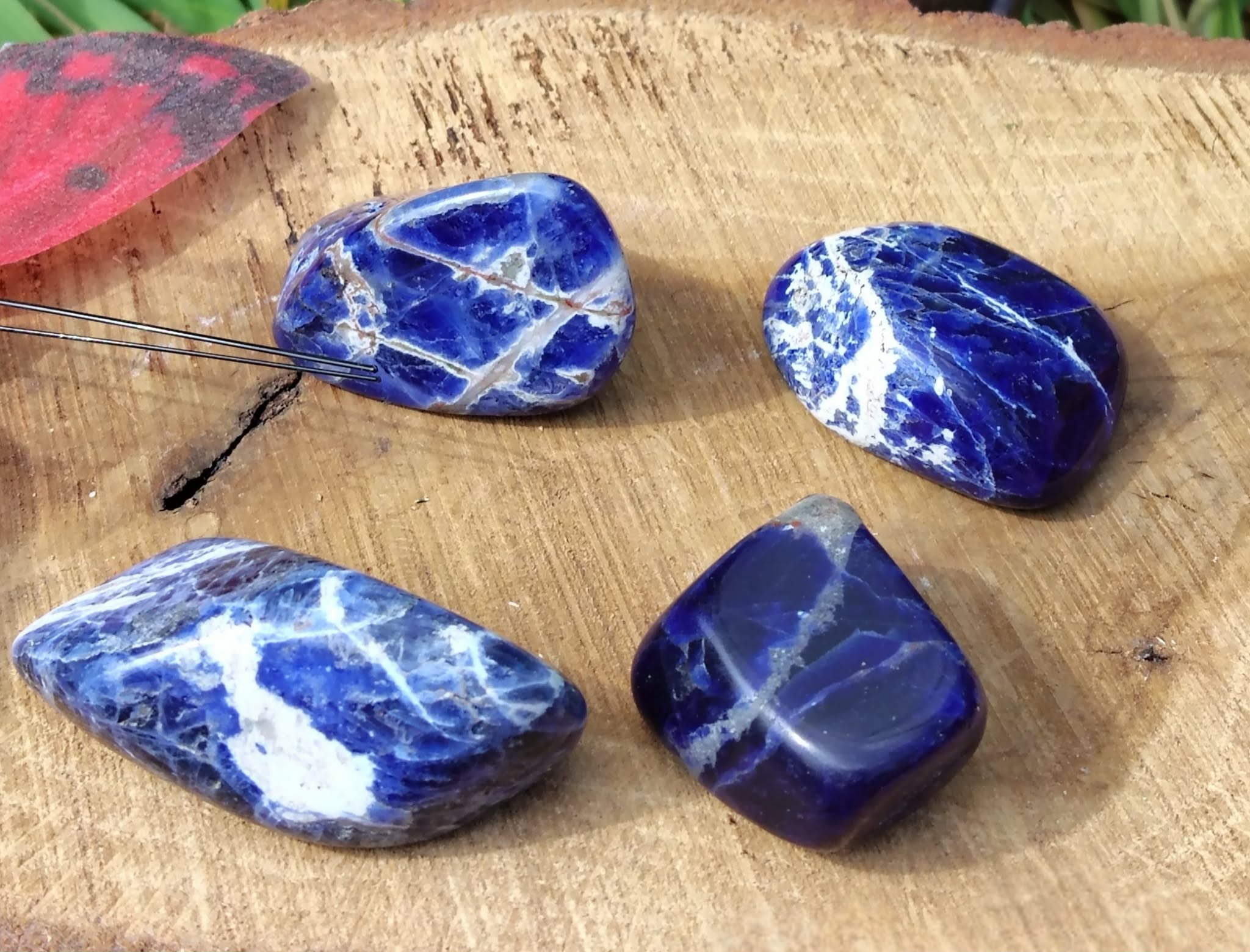 Quatre pierres roulées de sodalite bleu nuit marbrées de blanc sur tranche de bois avec touche végétale, pierres naturelles associées au recentrage, à la lucidité et à la parole apaisée.