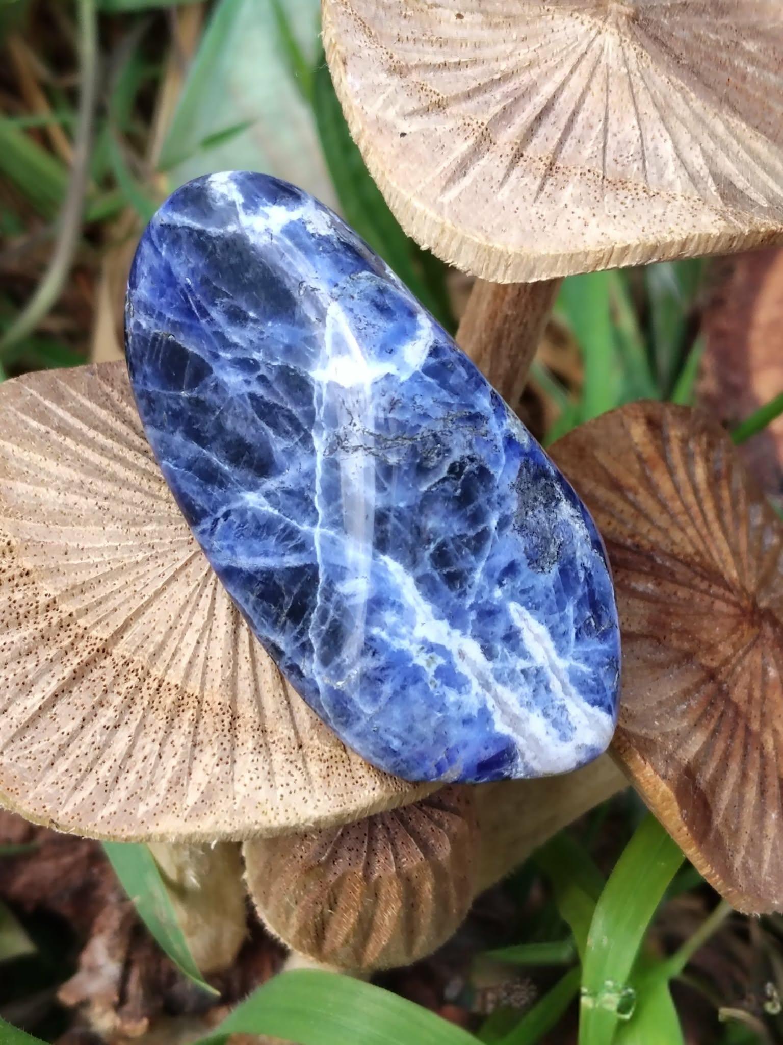 Pierre roulée de sodalite bleu profond marbrée de blanc dans un décor de champignons en bois et feuillage vert, galet naturel évoquant le recul, la tranquillité et l’harmonie intérieure.