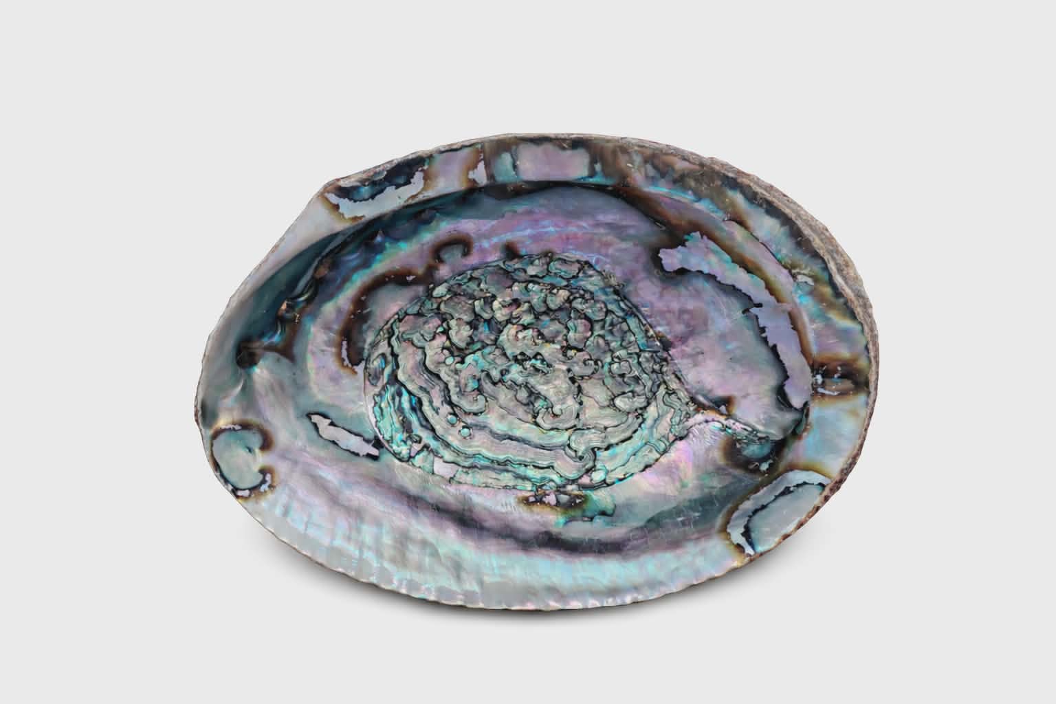 Coquille d’ormeau nacrée bleu-vert/violet sur fond blanc; support fumigation, évoque purification et apaisement.