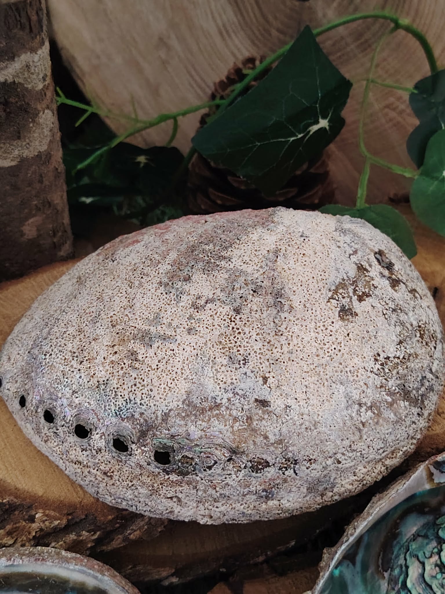Coquille d’ormeau (extérieur) gris moucheté avec rangée de petits trous, posée sur bois et feuillage; idéale en déco ou support fumigation, évoque protection et apaisement.