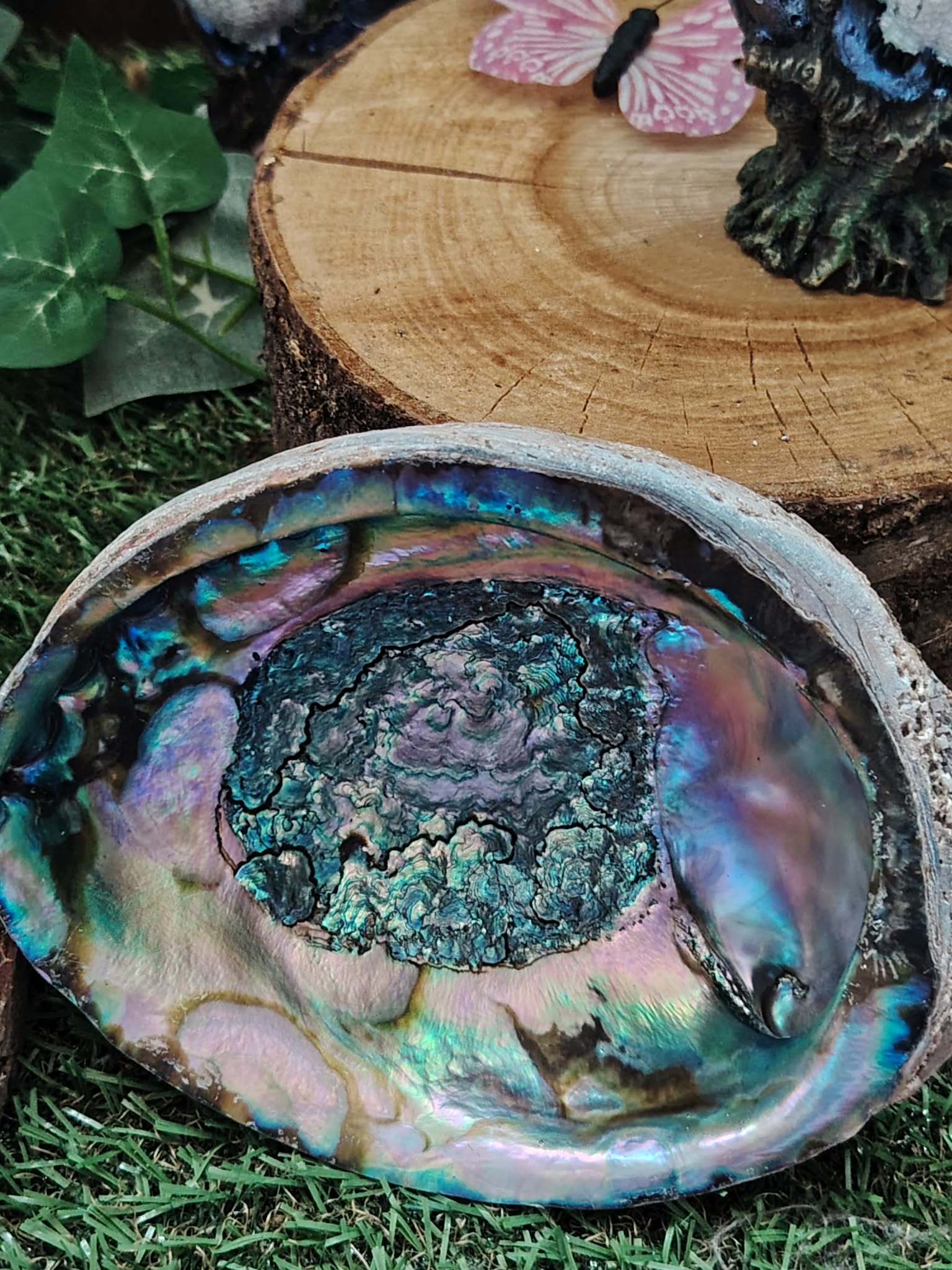 Coquille d’ormeau (abalone) aux reflets nacrés bleu-vert/violet, posée sur herbe avec rondin de bois et feuillage en décor; support idéal pour fumigation (sauge/encens), elle évoque purification douce, protection et apaisement de l’ambiance.