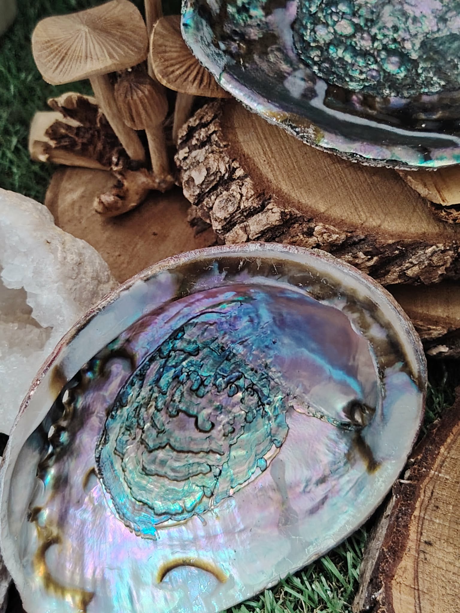 Coquille d’ormeau nacrée bleu-vert/violet, posée sur bois et herbe avec déco naturelle; support pour encens/fumigation, évoque purification, protection et apaisement.