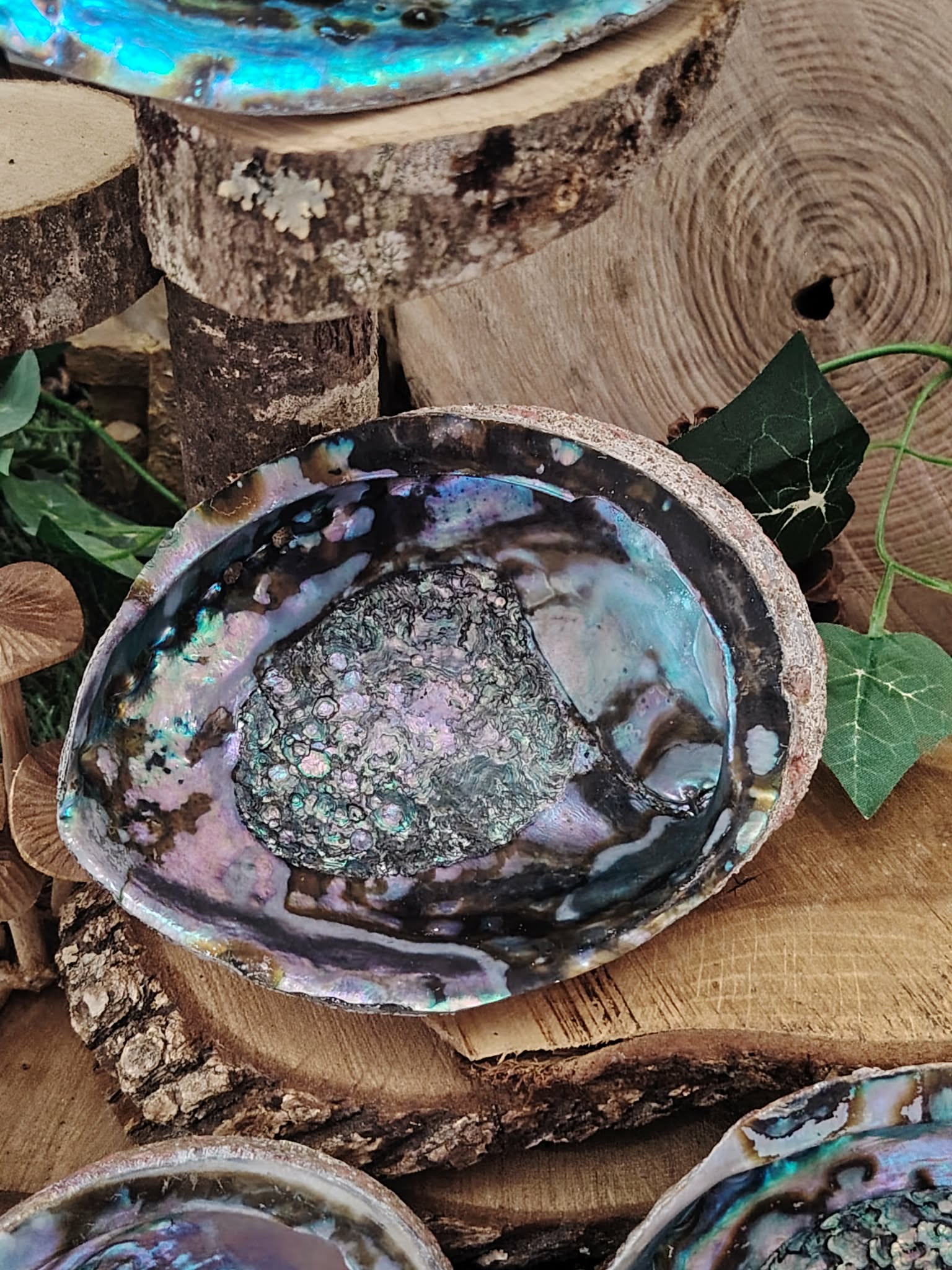 Coquille d’ormeau nacrée bleu-vert/violet sur rondins de bois et feuillage; support encens/fumigation, évoque purification et apaisement.