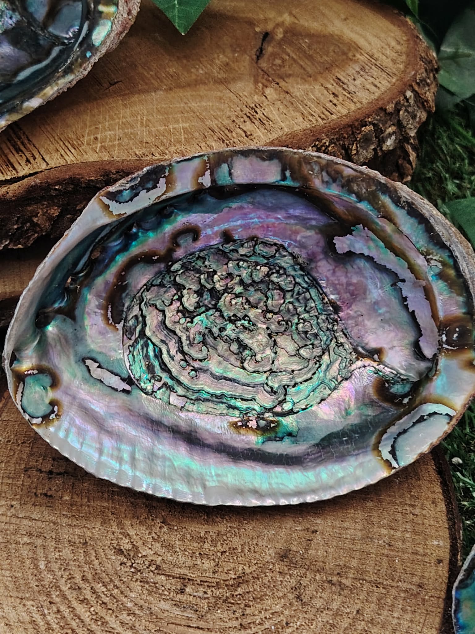Coquille d’ormeau nacrée bleu-vert/violet sur rondin de bois, déco feuillage; support fumigation/encens, évoque purification, protection et apaisement.