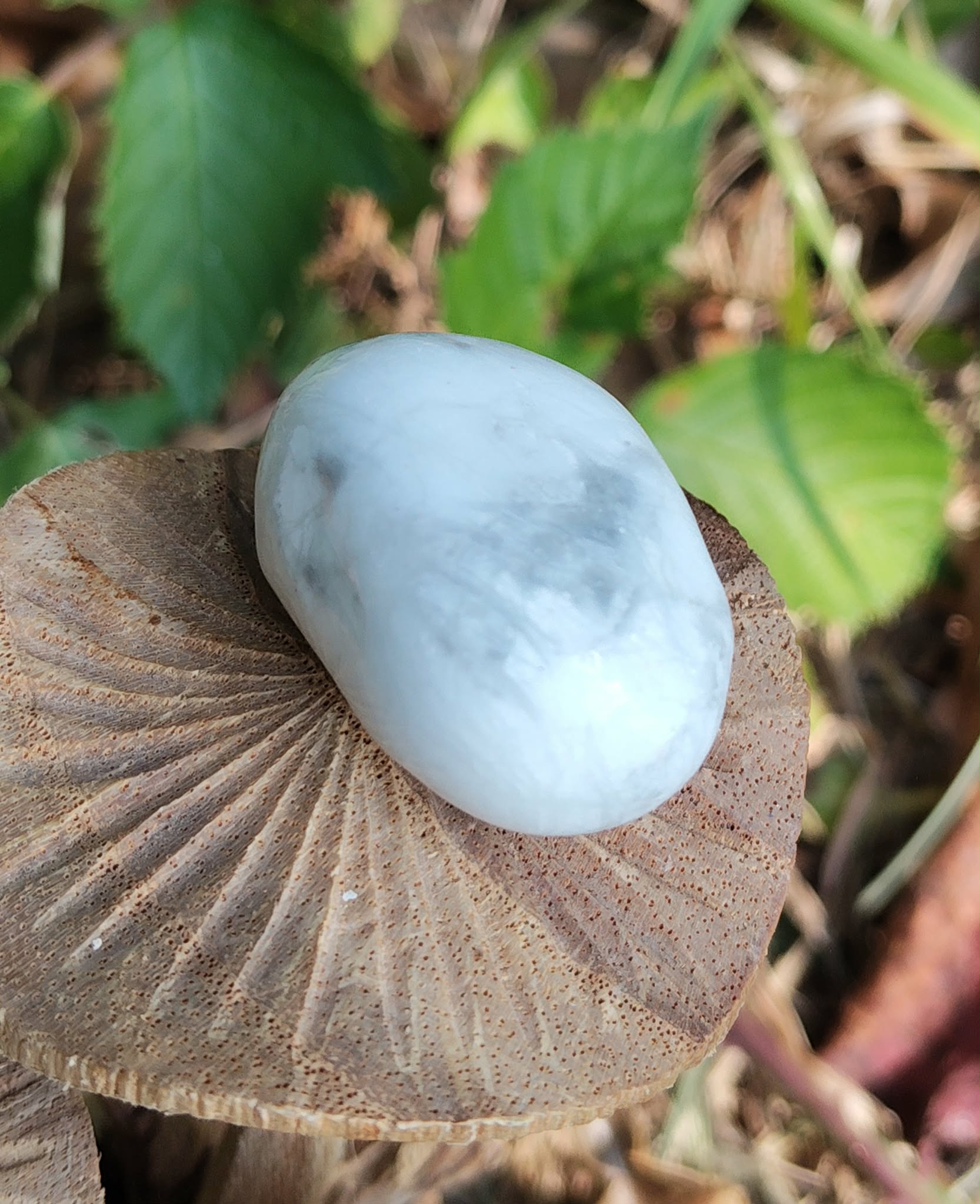 Pierre roulée howlite blanche veinée de gris sur champignon en bois, décor végétal en arrière-plan, pierre naturelle associée à l’apaisement, à la clarté d’esprit et à la sérénité intérieure.