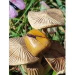 Pierre roulée de jaspe mookaïte jaune posée sur des champignons en bois parmi les herbes, pierre naturelle évoquant la joie calme, la confiance et la stabilité intérieure.