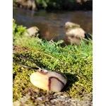 Pendentif cœur en septaria posé sur mousse près d’un ruisseau en forêt bretonne, pierre naturelle évoquant la sérénité, l’enracinement et l’harmonie intérieure.