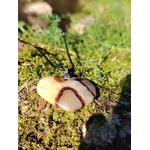 Pendentif cœur en septaria suspendu au-dessus de la mousse en forêt bretonne, dans une lumière naturelle chaleureuse, pierre naturelle associée à la confiance paisible, à l’ancrage et à la stabilité intérieure.