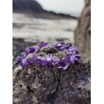 Bracelet améthyste baroque sur rocher granitique face à la mer en Bretagne, bracelet en pierre naturelle violet pour sérénité et intuition