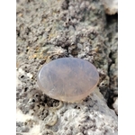 Galet en quartz rose bleu naturel posé sur une roche en Bretagne, pierre naturelle associée à la douceur relationnelle, à l’équilibre intérieur et au calme émotionnel.