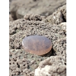 Galet en quartz rose bleu naturel posé sur une roche en Bretagne, pierre naturelle associée à la douceur, à la paix intérieure et à l’équilibre affectif.