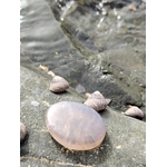Galet en quartz rose bleu naturel posé sur une roche au bord de l’eau en Bretagne, pierre naturelle liée à la fluidité émotionnelle, à la douceur et à l’apaisement intérieur.