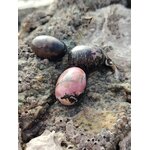 Trois pierres roulées rhodonite aux nuances rose et noir posées sur la roche en Bretagne, évoquant apaisement, ancrage et harmonie intérieure.