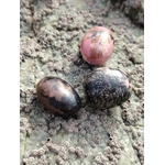 Trois pierres roulées rhodonite aux nuances rose et noir posées sur une roche en extérieur, évoquant apaisement, équilibre émotionnel et ancrage.