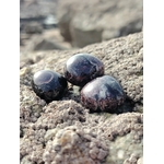 Pierre roulée de grenat almandin sur roche en Bretagne, entourée de coquillages sombres, pierre naturelle associée à l’ancrage, à la force intérieure et à la stabilité.