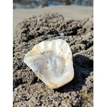 Pendule en cristal de roche posé dans un coquillage sur les rochers en Bretagne, face à la mer, dans une ambiance lumineuse évoquant clarté, intuition
