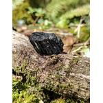 Tourmaline noire brute sur branche recouverte de mousse en forêt en Bretagne, pierre naturelle liée à la solidité intérieure, au calme du mental et à l’enracinement.