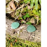 Boucles d’oreilles cœur aventurine verte sur fond clair, bijou délicat en pierre naturelle relié à la tendresse, au calme émotionnel et à l’équilibre intérieur.