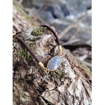 Bracelet médaillon ovale en labradorite sur bois moussu au bord d’un ruisseau, cordon brun et pierre facettée gris bleuté, calme mental et intuition.