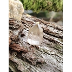 Pointe citrine naturelle sur tronc en bois en extérieur, cristal poli aux nuances miel et blanc, clarté intérieure et élan positif.