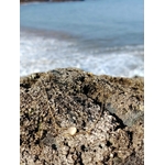 Collier acier inoxydable doré rose posé sur roche face à la mer en Bretagne, petit cœur lumineux pour lien précieux.
