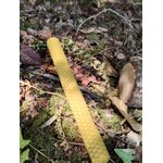 Bougie jaune gaufrée posée sur mousse et feuilles en forêt, ambiance naturelle pour détente et recentrage